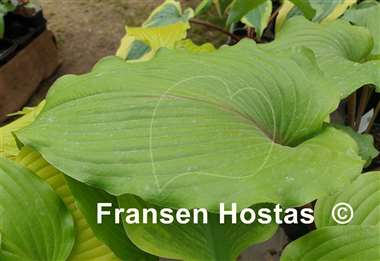 Hosta Holar Mystic Girl