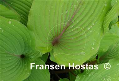 Hosta Holar Mystic Girl