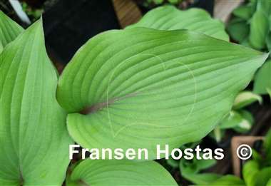 Hosta Holar Mystic Girl