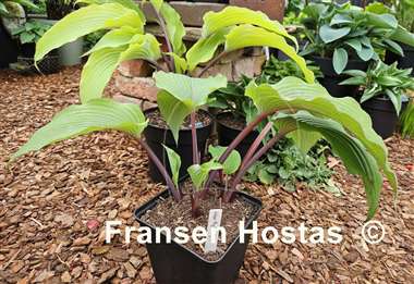 Hosta Holar Mystic Girl