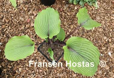 Hosta Holar Mystic Girl
