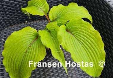 Hosta Holar Mystic Girl