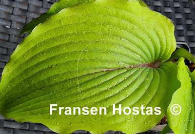 Hosta Holar Mystic Girl