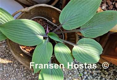 Hosta Holar Mystic Purple