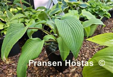 Hosta Holar Mystic Purple