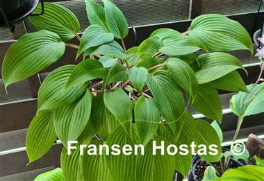 Hosta Holar Mystic Purple