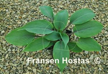 Hosta Holar Mystic Purple