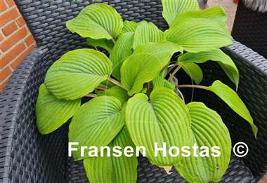 Hosta Holar Mystic Purple