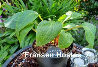 Hosta Holar Purple Flash