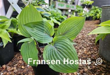 Hosta Holar Purple Flash