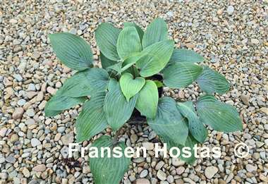 Hosta Holar Purple Flash
