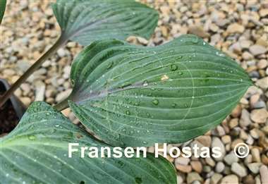 Hosta Holar Purple Flash