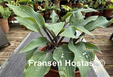 Hosta Holar Purple Glacier  
