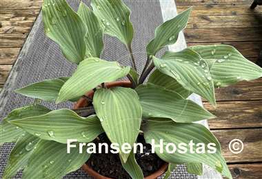 Hosta Holar Purple Glacier  