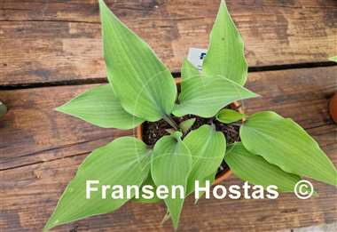 Hosta Holar Purple Glacier  