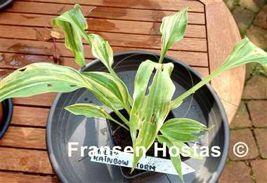 Hosta Holar Rainbow Storm