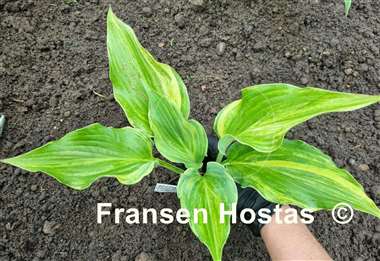 Hosta Holar Rainbow Storm