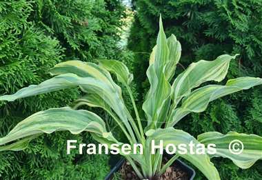 Hosta Holar Rainbow Storm