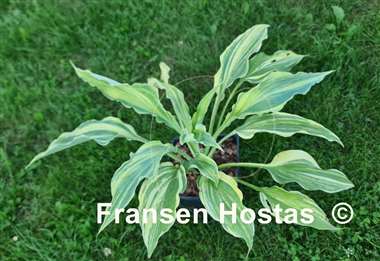 Hosta Holar Rainbow Storm