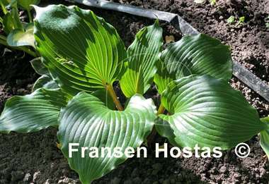 Hosta Holar Red Spear