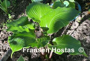 Hosta Holar Red Spear