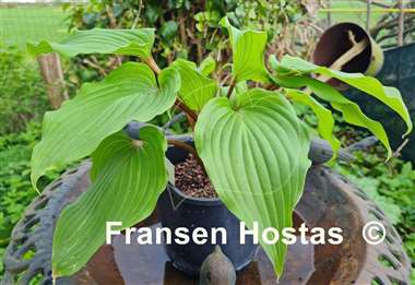 Hosta Holar Red Wine 