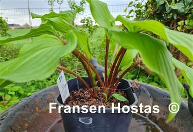 Hosta Holar Red Wine 