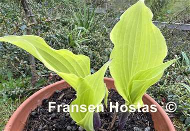 Hosta Holar Rising Flame