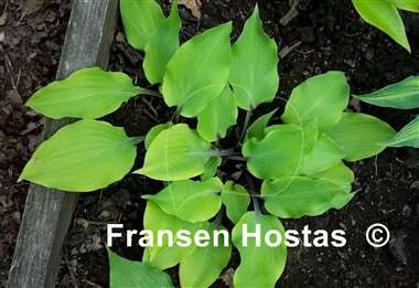 Hosta Holar Rising Flame