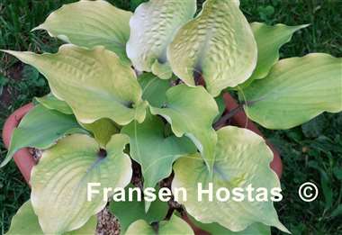 Hosta Holar Rising Flame