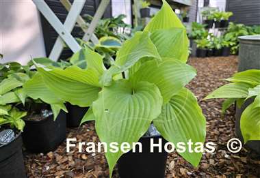 Hosta Holar Rising Flame