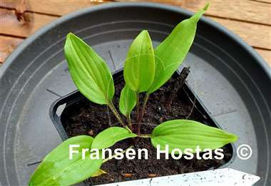 Hosta Holar Sing My Life