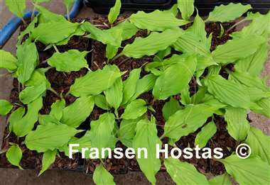 Hosta Holar Sing My Life