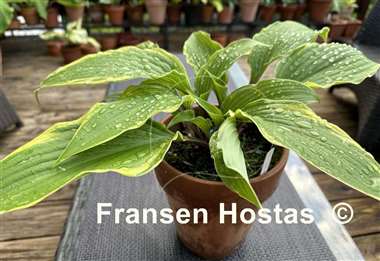 Hosta Holar Snake Valley