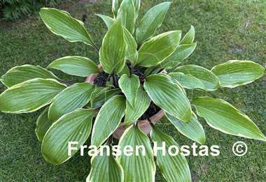 Hosta Holar Snake Valley