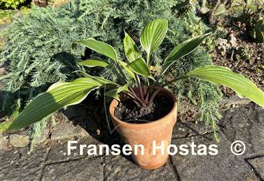 Hosta Holar Snake Valley