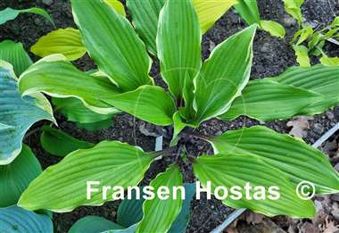 Hosta Holar Snake Valley
