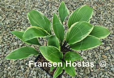 Hosta Holar Snake Valley