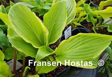 Hosta Holar Snake Valley