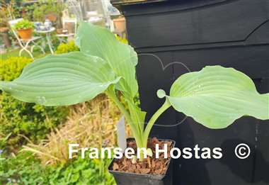 Hosta Holar Storm Ahead