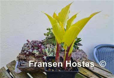 Hosta Holar Sunset Python 