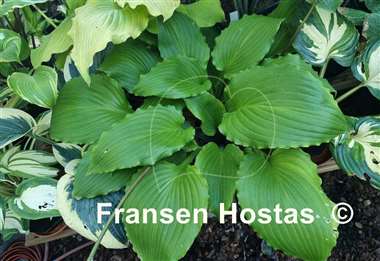 Hosta Holar Sunset Python