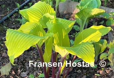 Hosta Holar Sunset Python