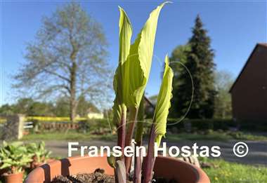 Hosta Holar Sunset Python