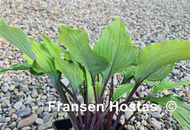 Hosta Holar Sunset Python