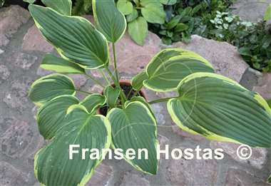 Hosta Hollywood Doppelganger