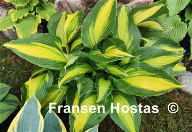 Hosta Hollywood Lights
