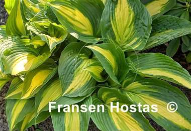 Hosta Hollywood Lights