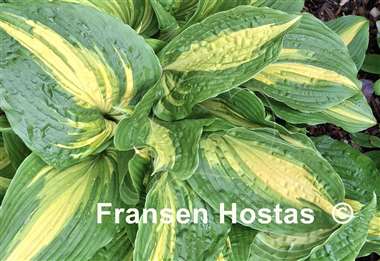 Hosta Hollywood Lights