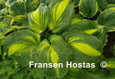 Hosta Hollywood Lights